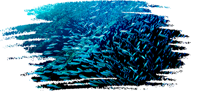 sardine run philippines
