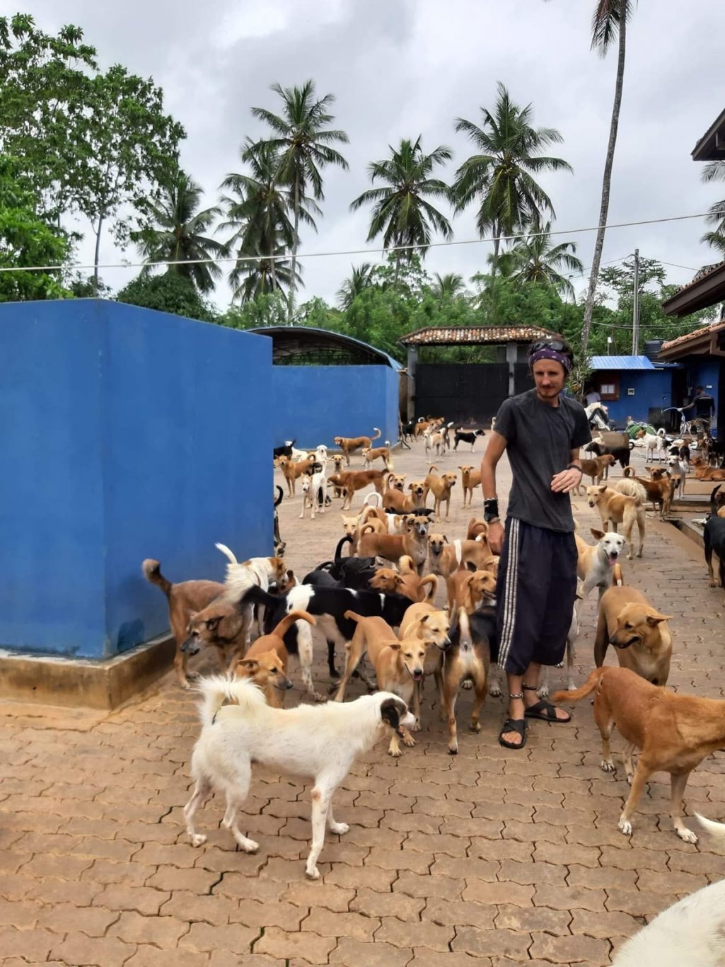 SOs charity in Sri Lanka, man with all the puppys in the centre