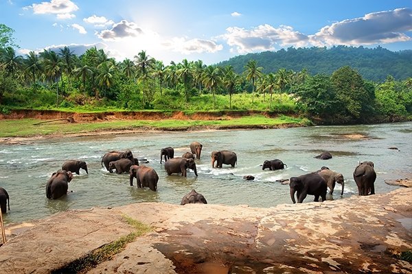 Elephants in National Park - Sri Lanka