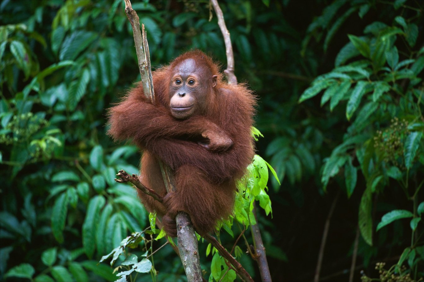 Orangutan in Borneo climbing tree