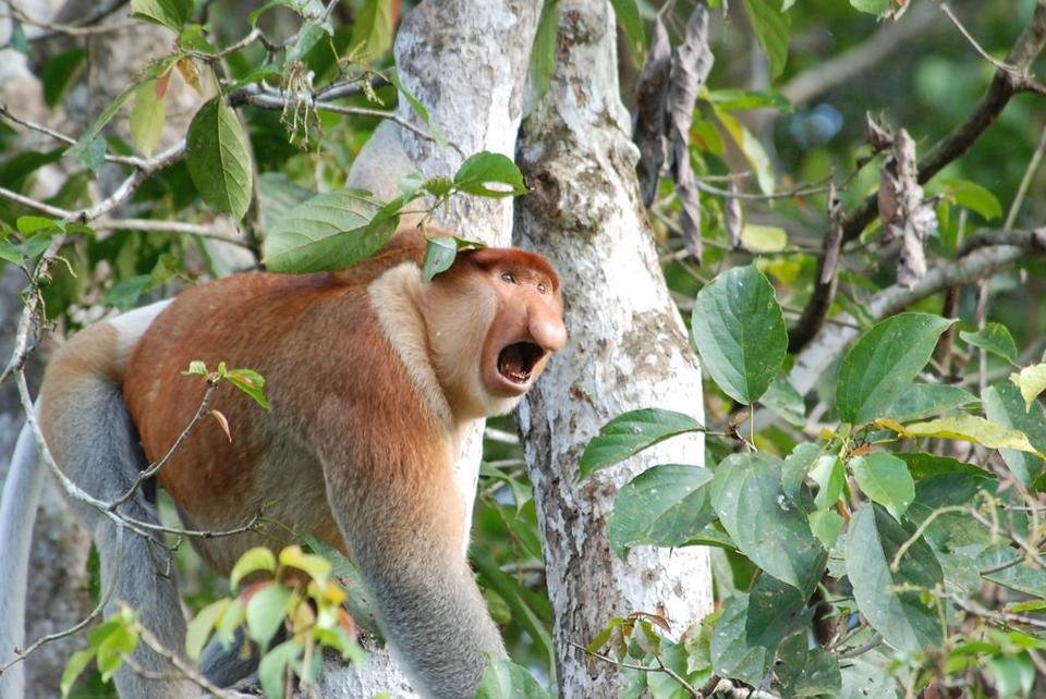 Proboscis monkey swinging in trees - Wildlife in Borneo