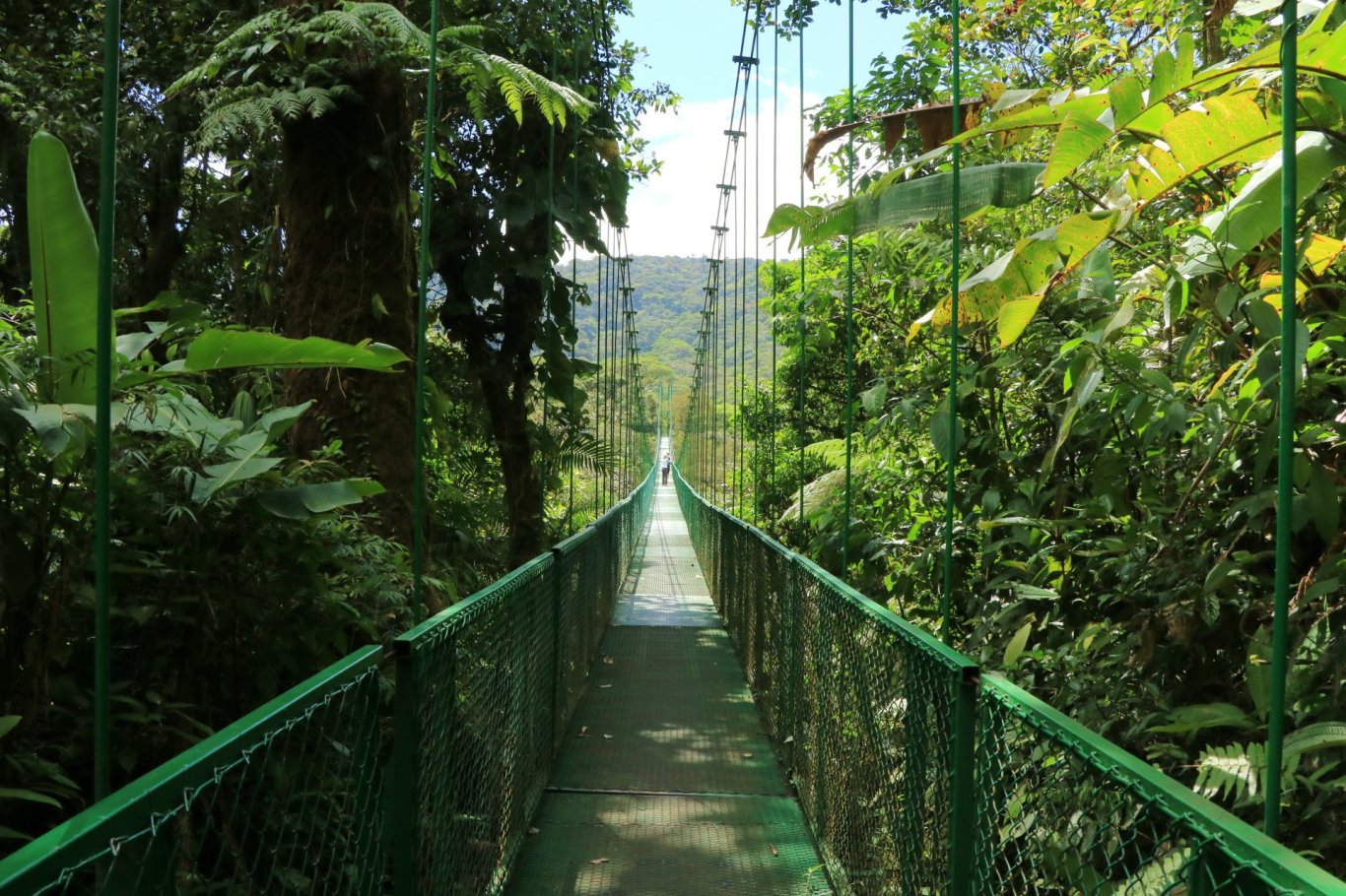 Canopy of the cloud forest, Cost Rica