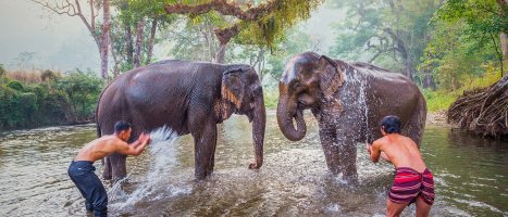 Two elephants in river with men splashing water at them