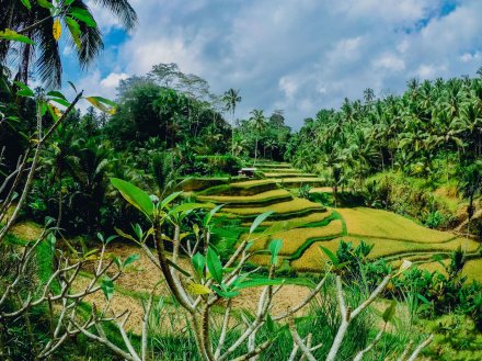 view of green rices terraces and blue sky in ubud Bali