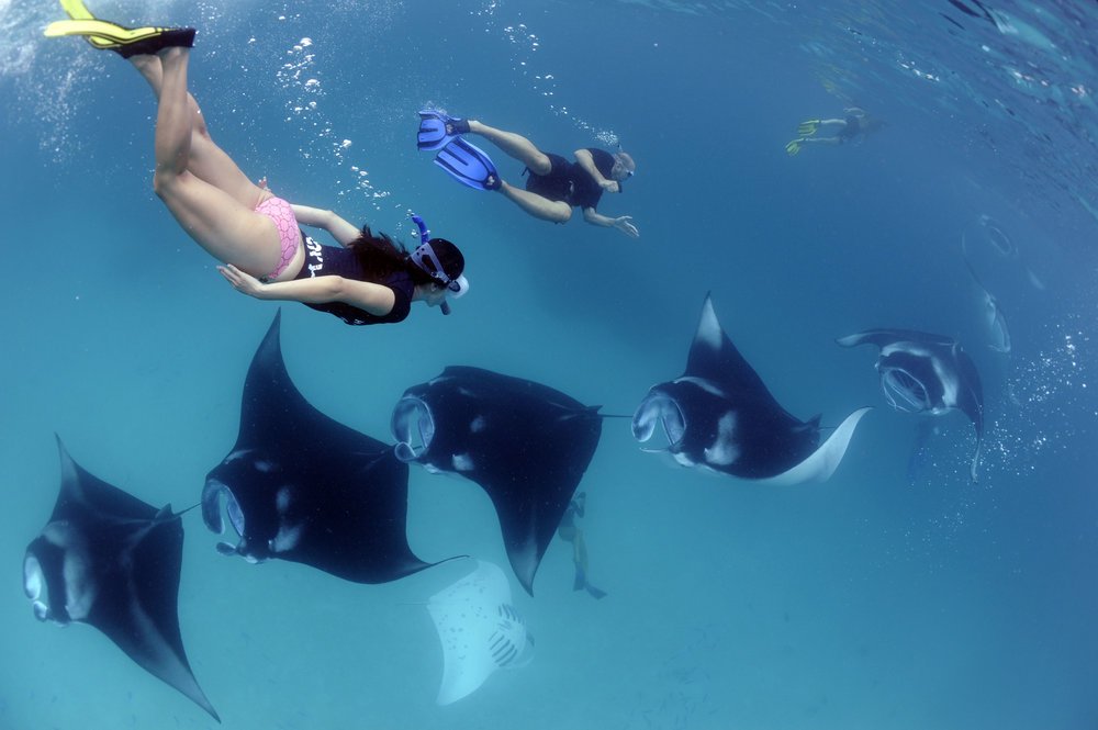 People snorkelling under water with manta rays 