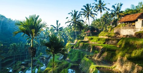 ubud rice terraces with green palm trees and house in distance