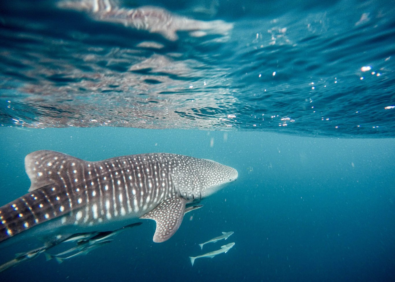 An underwater shot of a whale shark in the sea in the Maldives 