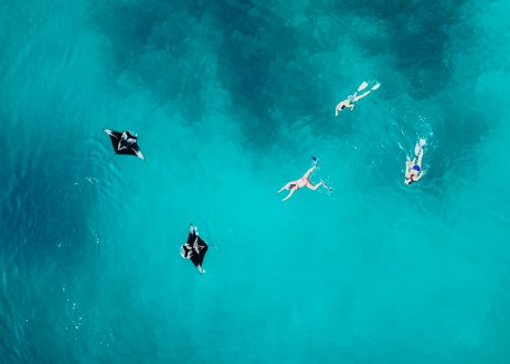 An aerial shot of a group of three snorkelling in the bright blue clear ocean with two Manta rays in view in the Maldives 
