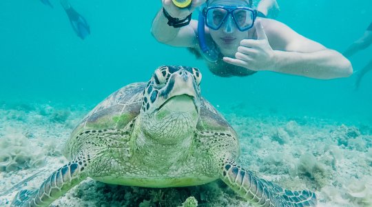 turtle sat at the bottom of the sea with man snorkelling behind