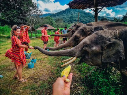 Feeding the elephants bananas in Chiang Mai Thailand 