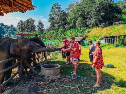 Meeting amazing elephants in Chiang Mai Thailand 