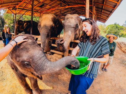 A girl feeding a baby elephant at an elephant sanctuary in Thailand 